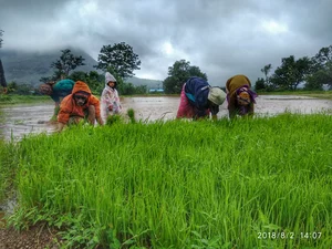 OOO farms : Woman farmer gunned down by militants in Manipur. (representative image)